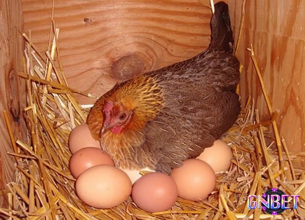 Hình dung rõ trải nghiệm mơ để giải mã giấc mơ thấy gà đẻ trứng
