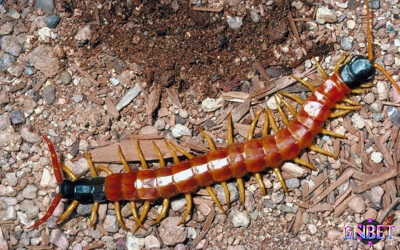 Giải mã giấc mơ thấy rết mang tới con số đề may mắn