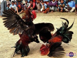 Luật chọi gà truyền thống và hiện đại: Quy định, lễ nghi và lịch sử