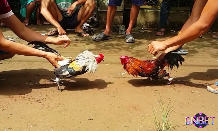 Quy định hiện hành về luật gà chọi