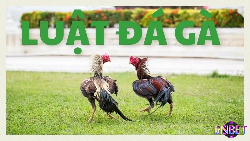 Quy tắc và nghi thức trong trận đấu gà theo luật chọi